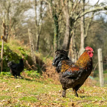 Quinta Do Cavaco - In A Farm * Lazaro