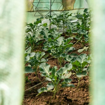Quinta Do Cavaco - In A Farm Lazaro