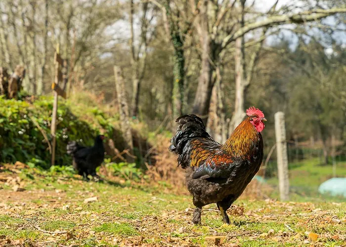 Quinta Do Cavaco - In A Farm * Lazaro